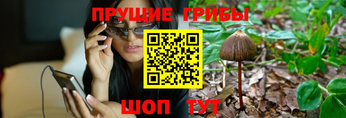 Псилоцибиновые грибы Psilocybine cubensis  Вход с VPN  Ставрополь  Псилоцибиновые грибы Psilocybine cubensis 